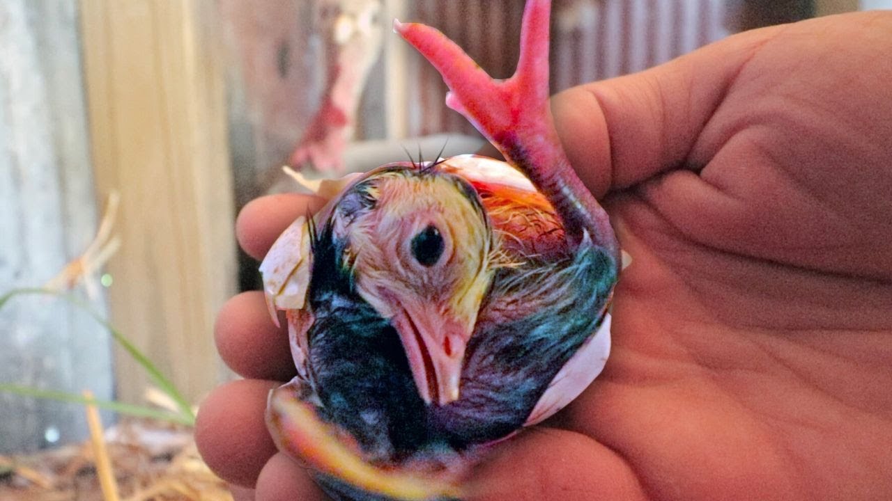 Baby turkey hatches in my hand and is not what we expected(02)
