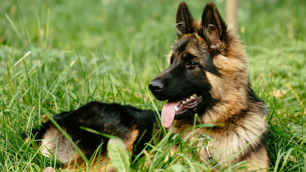 15 dog breeds that are protective without being reckless