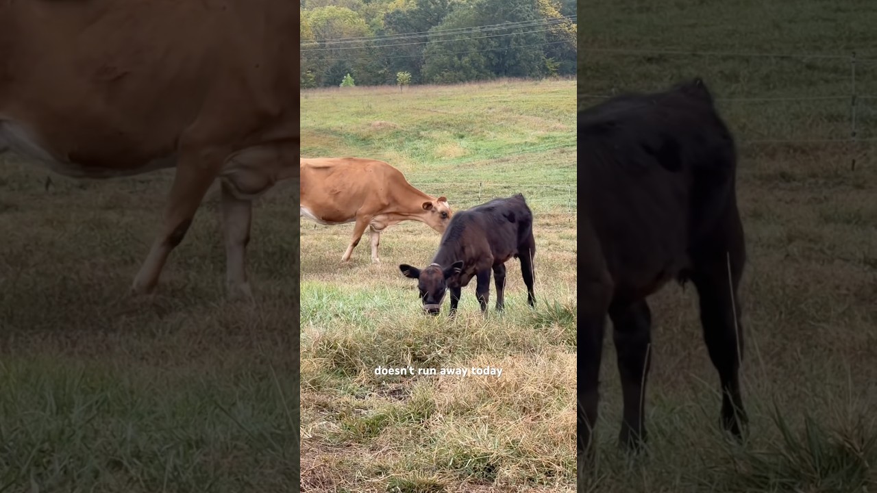 We let our calf out… will she escape again?