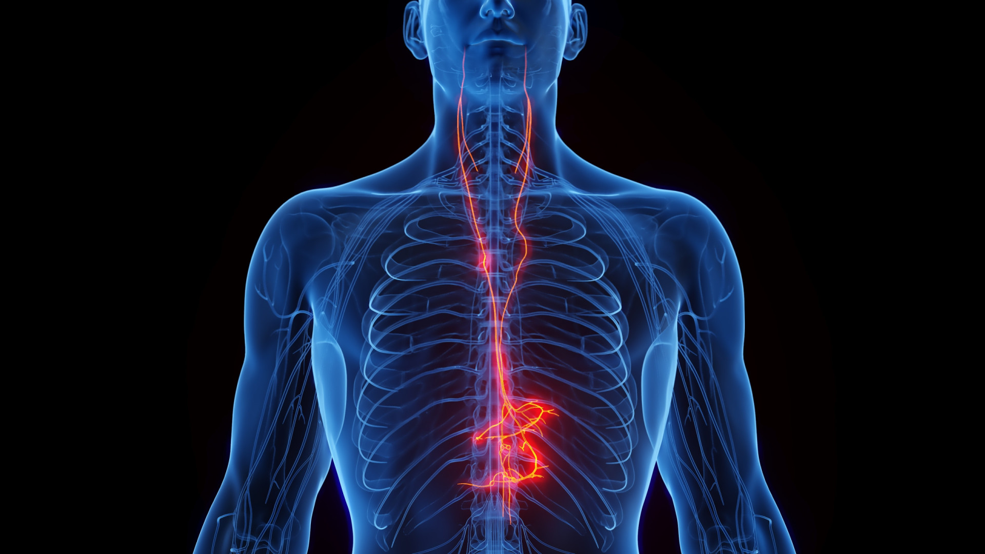 The incredible process of vagus nerve stimulation
