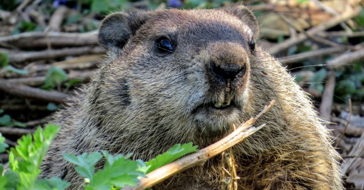 Patch Tuesday meets Groundhog Day as Windows hibernation bug returns
