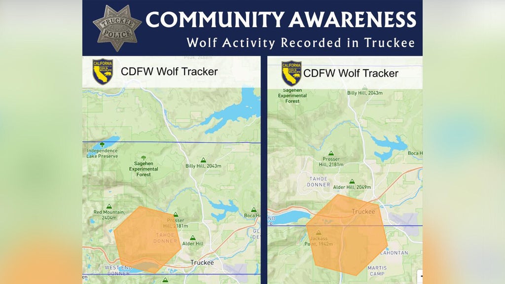 Wolf activity recorded in Truckee area, California tracking data show