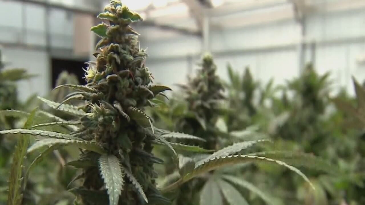 Florida says marijuana legalization won’t appear on 2026 ballot