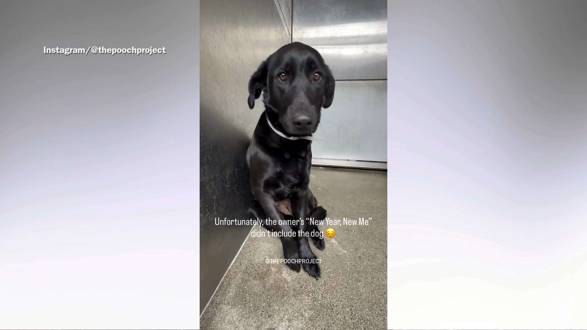 Dog surrendered due to owners’ busy schedule