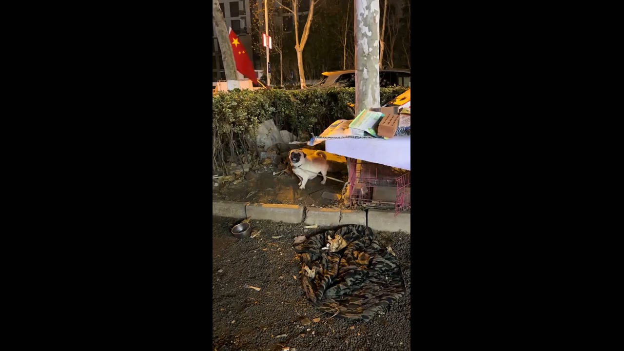 Energetic pug fiercely barks outdoors in Shandong, China