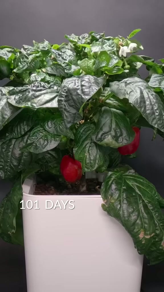 103 days in 60 seconds