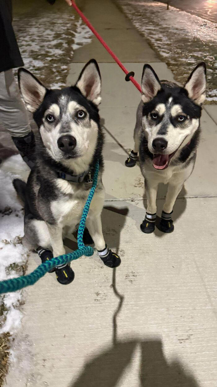 72 adopted animals whose first month in their forever homes is pure ...