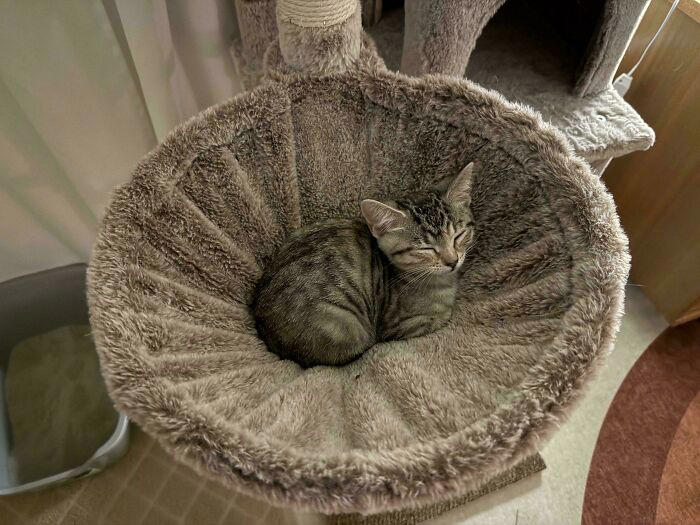 72 adopted animals whose first month in their forever homes is pure ...
