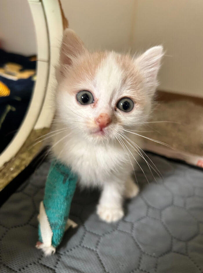 72 adopted animals whose first month in their forever homes is pure ...