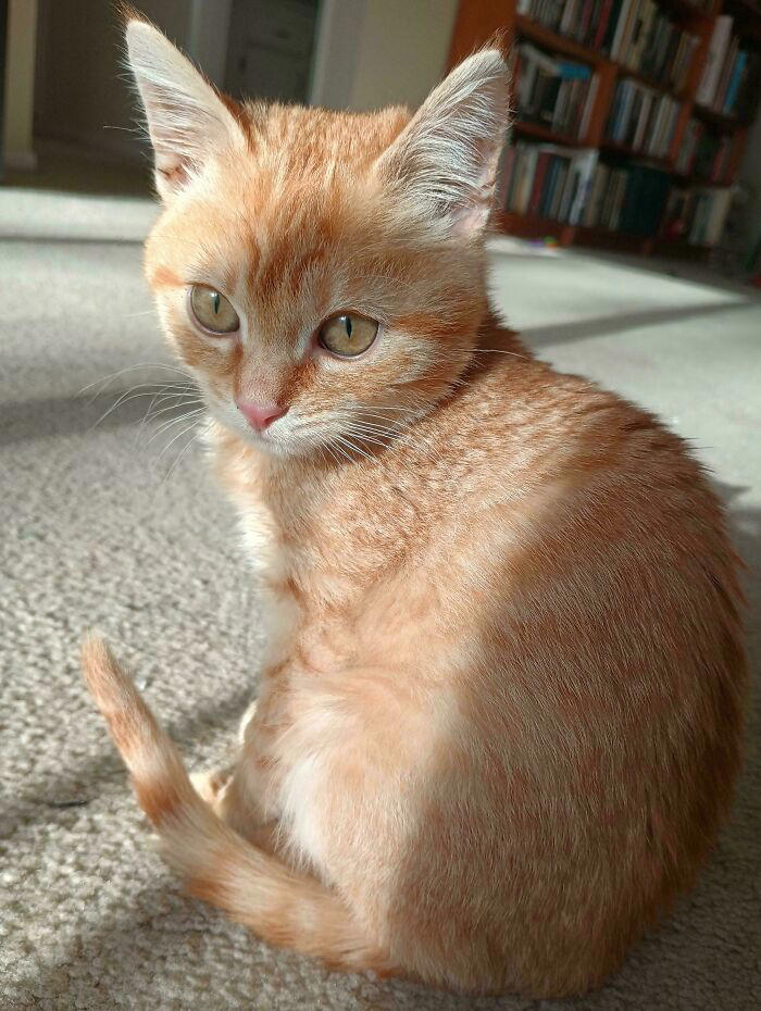 72 adopted animals whose first month in their forever homes is pure ...