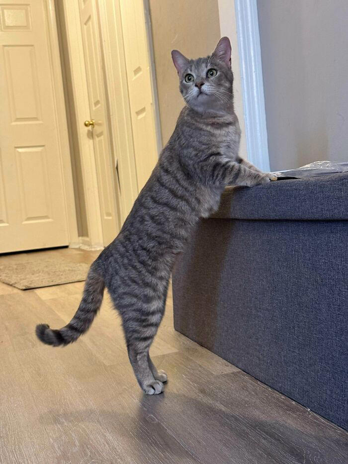72 adopted animals whose first month in their forever homes is pure ...