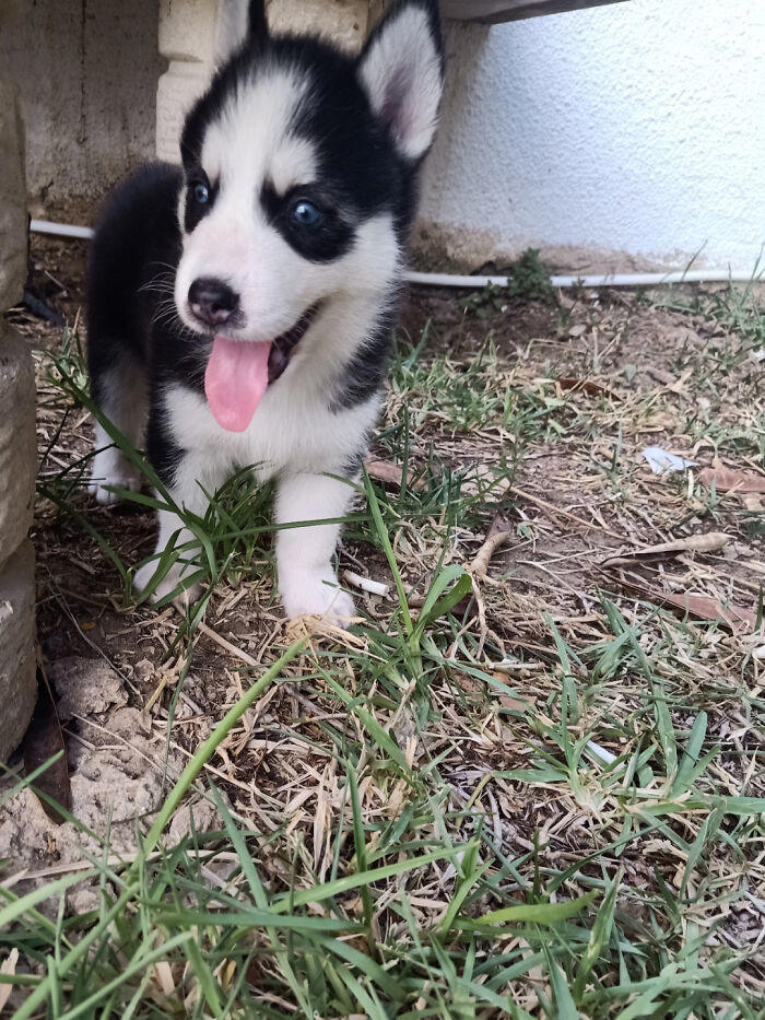 72 adopted animals whose first month in their forever homes is pure ...