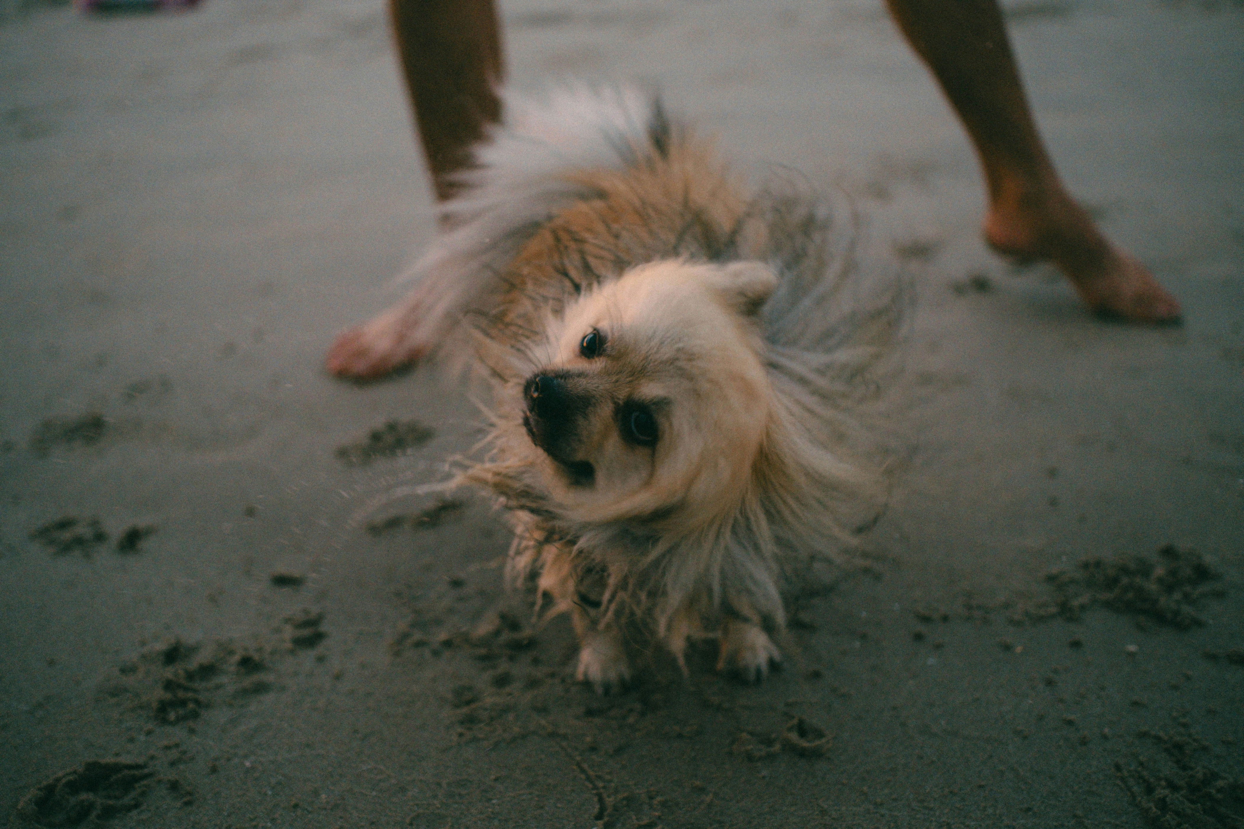 Understanding dog shaking and what your pet may be telling you