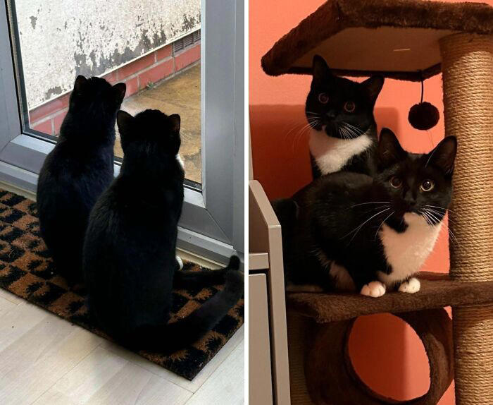72 adopted animals whose first month in their forever homes is pure ...