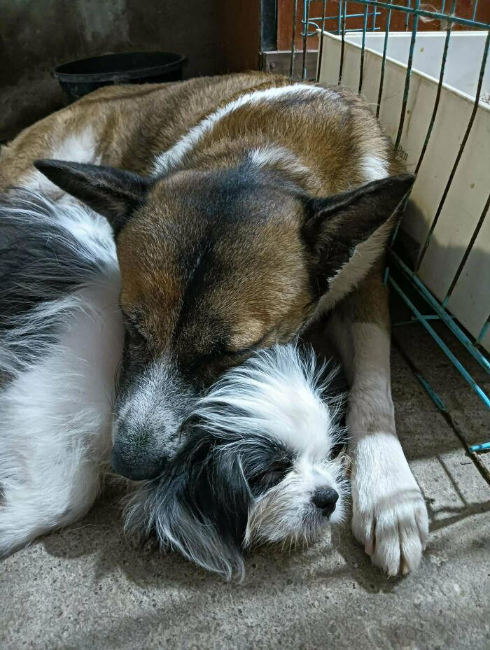 72 adopted animals whose first month in their forever homes is pure ...