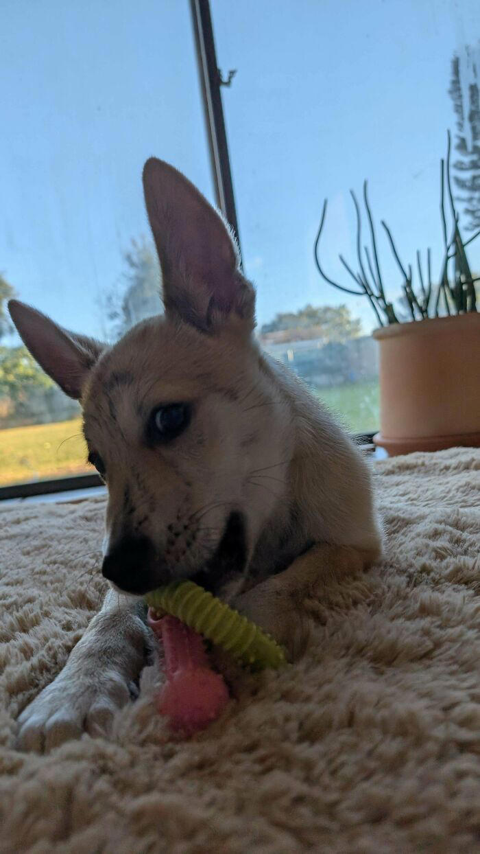 72 adopted animals whose first month in their forever homes is pure ...