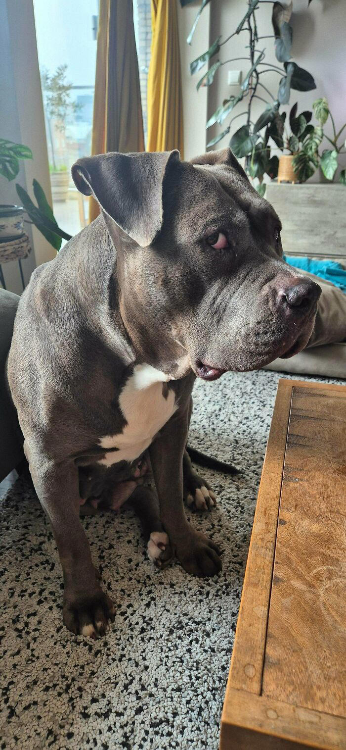 72 adopted animals whose first month in their forever homes is pure ...