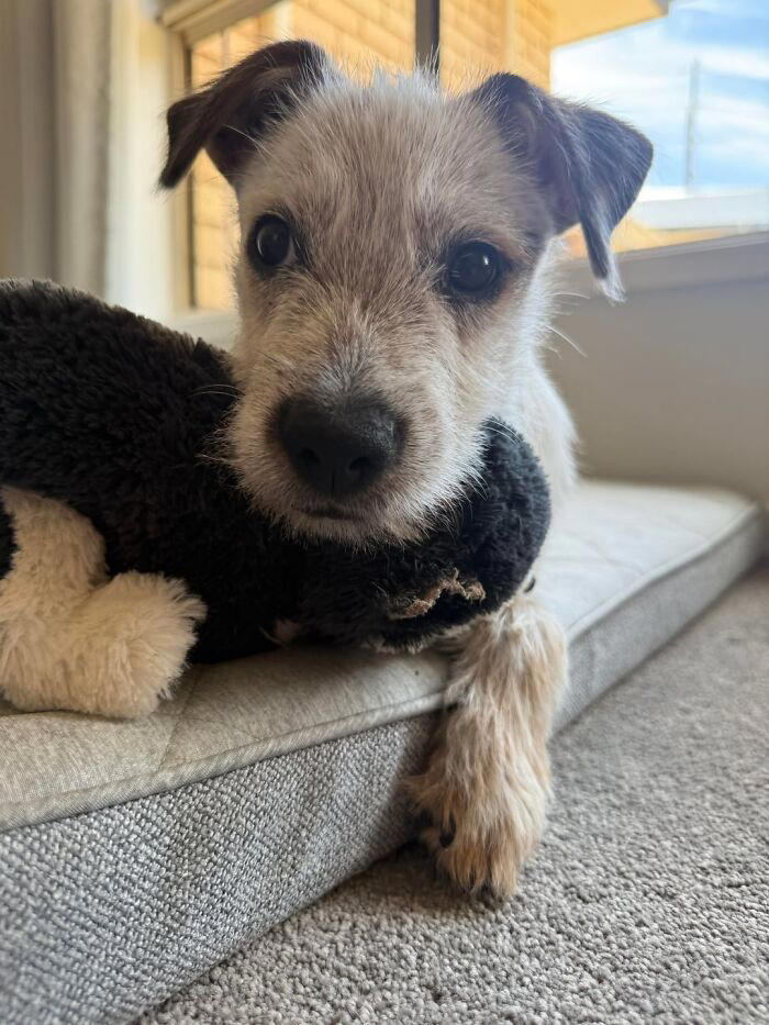 72 adopted animals whose first month in their forever homes is pure ...