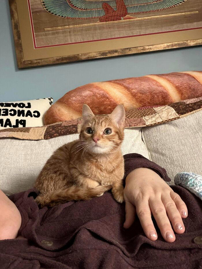 72 adopted animals whose first month in their forever homes is pure ...