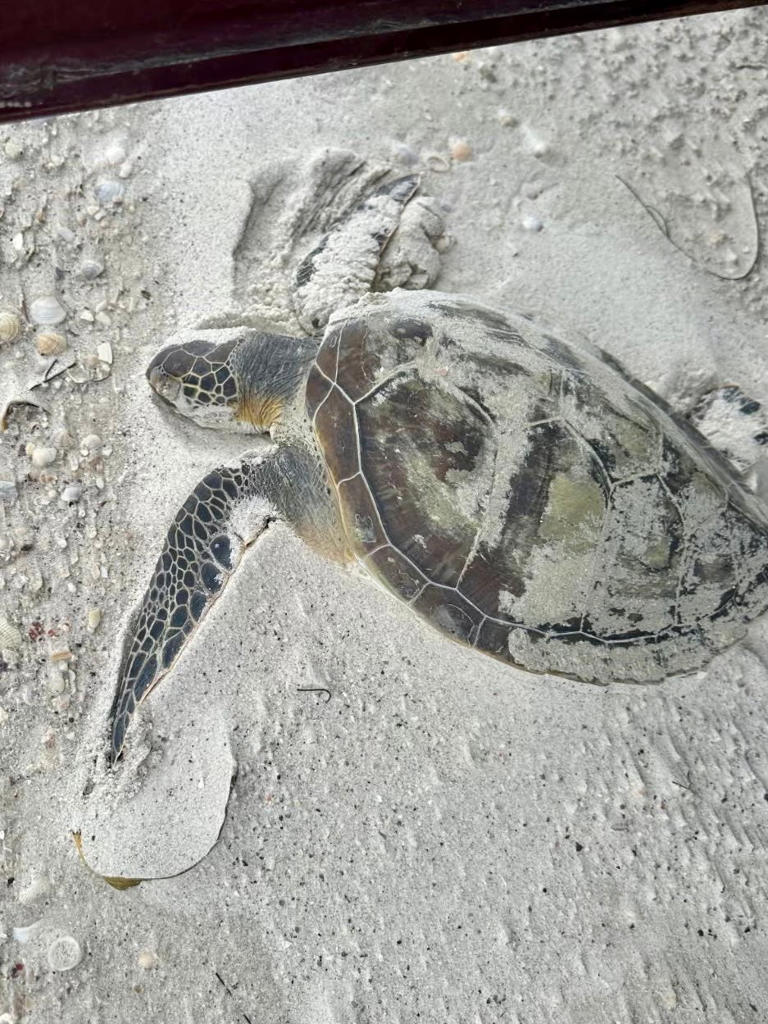 Cold-stunned turtle rescued amid freezing temperatures in Florida