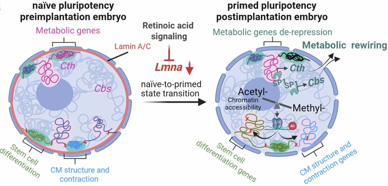 Can metabolism tune heart aging? Findings suggest epigenetic switches ...