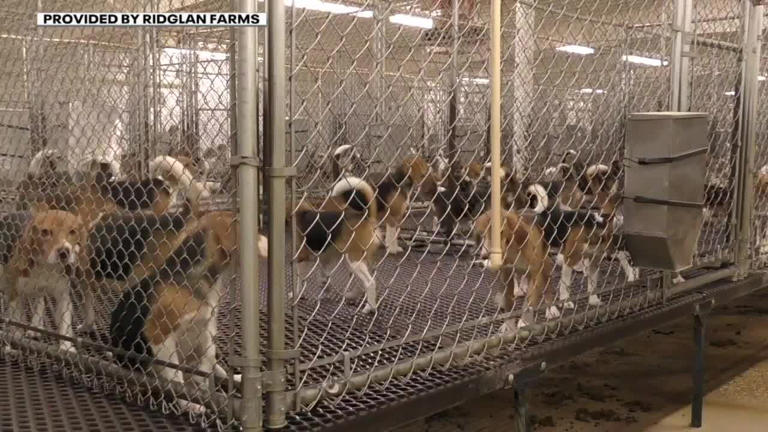 Animal rights group sues Ridglan Farms, seeking legal rights for beagles