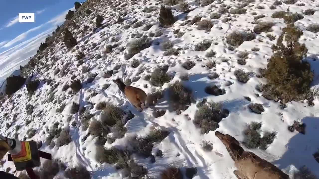 Montana wildlife officials conduct winter aerial surveys to study ...