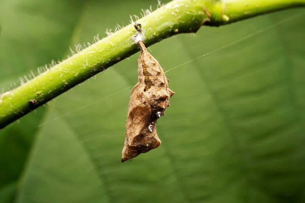 Notepad++ hijacking blamed on Chinese Lotus Blossom crew behind ...