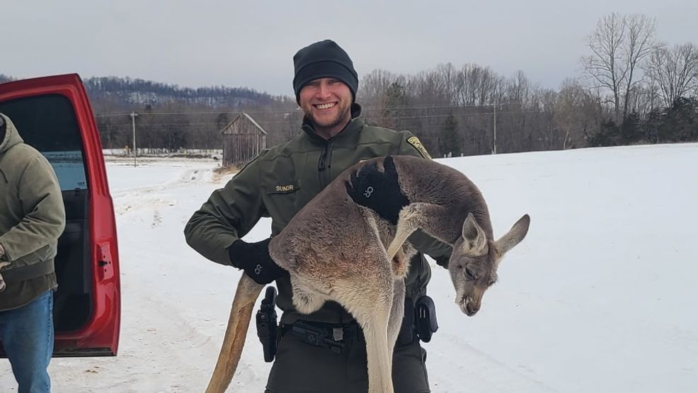 'Only in Nelson County': Deputies rescue kangaroo and joey on the loose