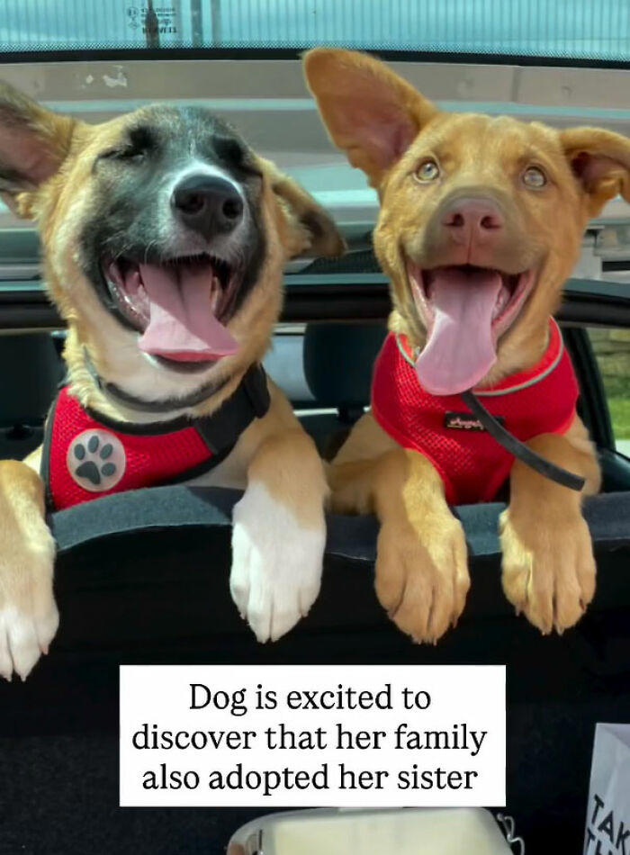 72 adopted animals whose first month in their forever homes is pure ...