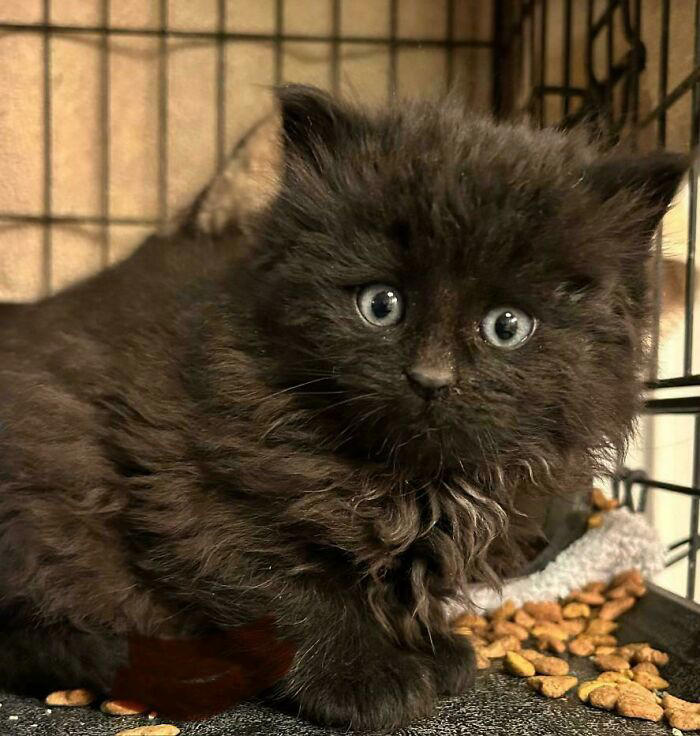 72 adopted animals whose first month in their forever homes is pure ...
