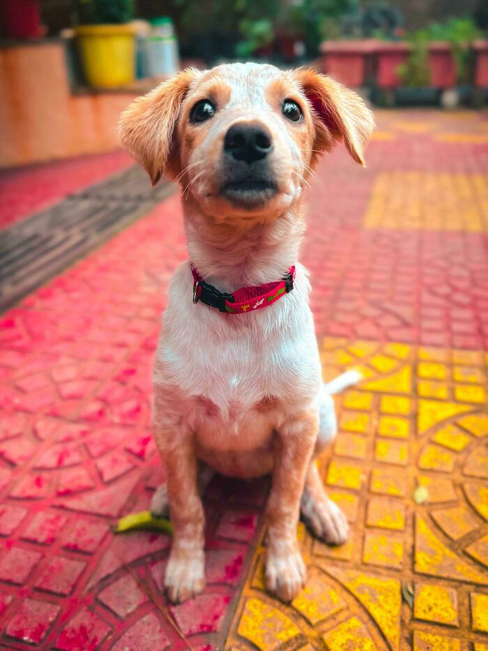 72 adopted animals whose first month in their forever homes is pure ...