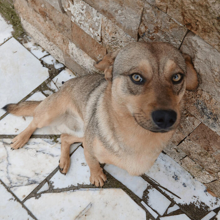 72 adopted animals whose first month in their forever homes is pure ...