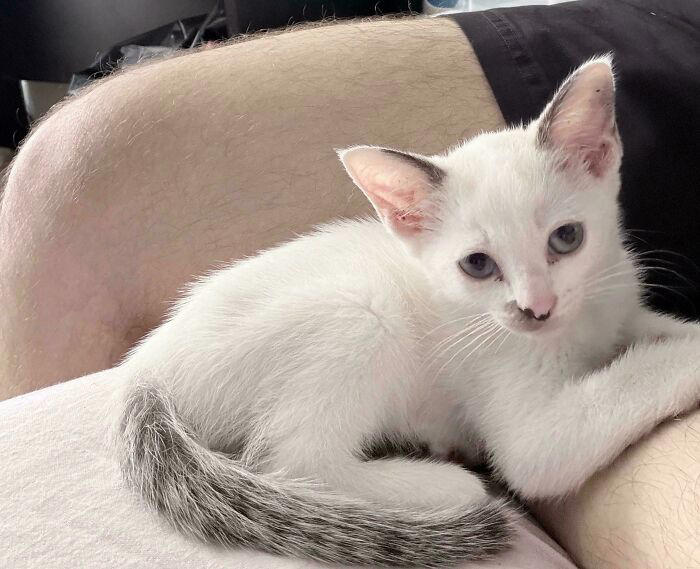 72 adopted animals whose first month in their forever homes is pure ...