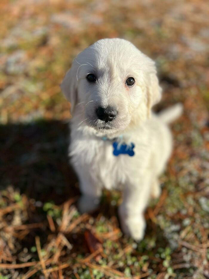 72 adopted animals whose first month in their forever homes is pure ...