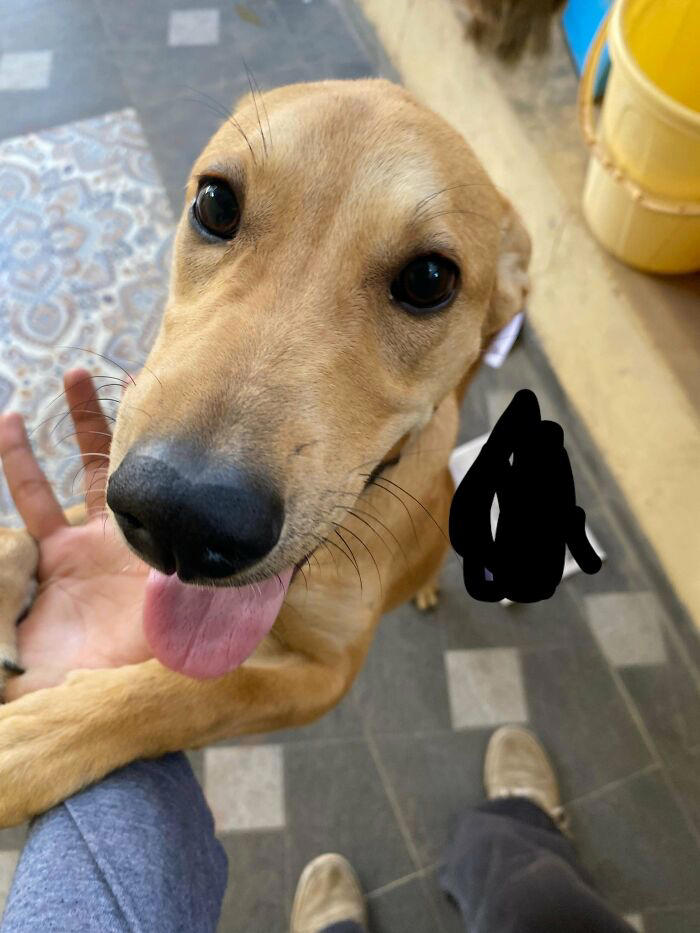 72 adopted animals whose first month in their forever homes is pure ...