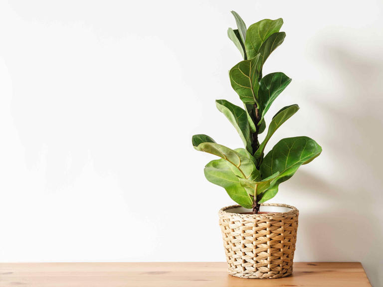 Fiddle-leaf Fig