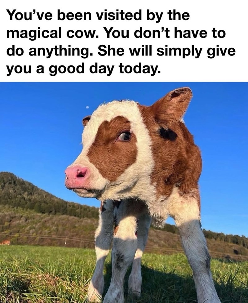 22 calming cow memes for hardworking hoomans having a hard Monday