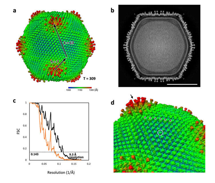 A giant virus from a Japanese pond hints that complex life originated ...