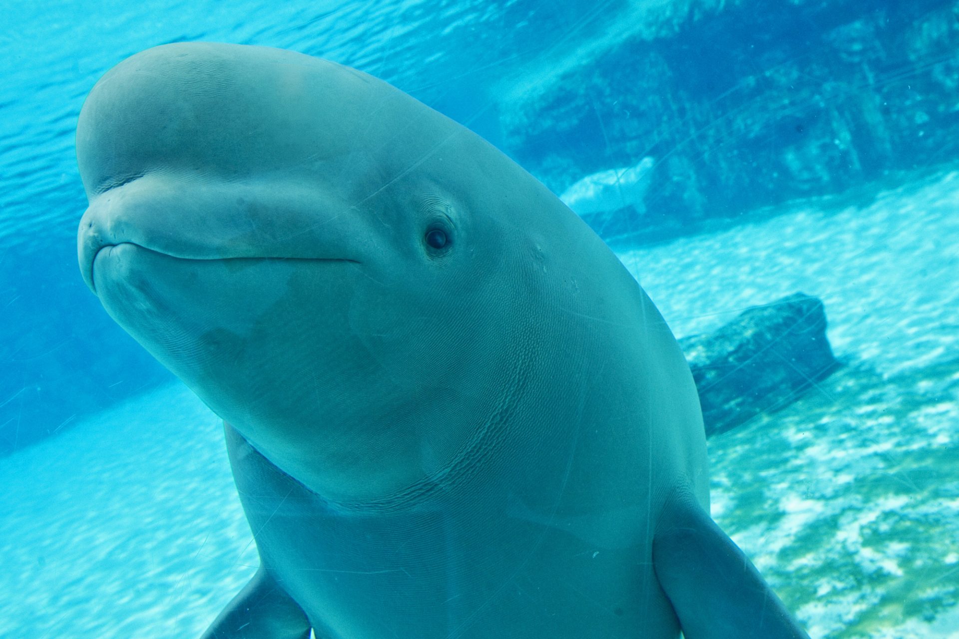 Happy ending: Ontario's 30 belugas spared and being relocated