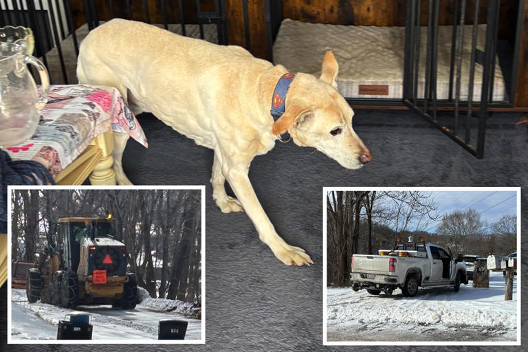 Elderly dog miraculously survives after slipping off icy cliff in Virginia