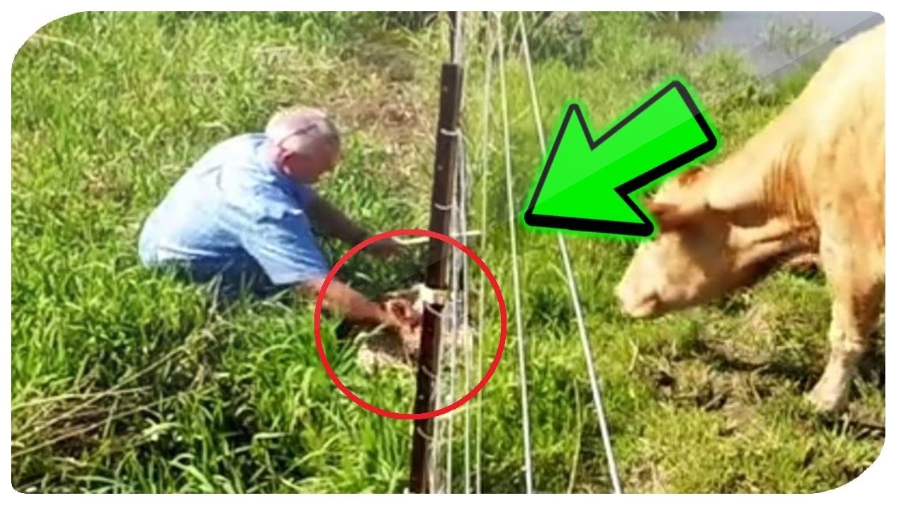Man notices cow acting strangely — realizes he must follow her immediately