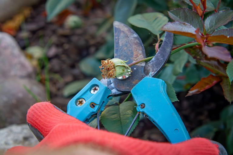Monty Don shares simple rose pruning rules to ensure roses bloom all summer