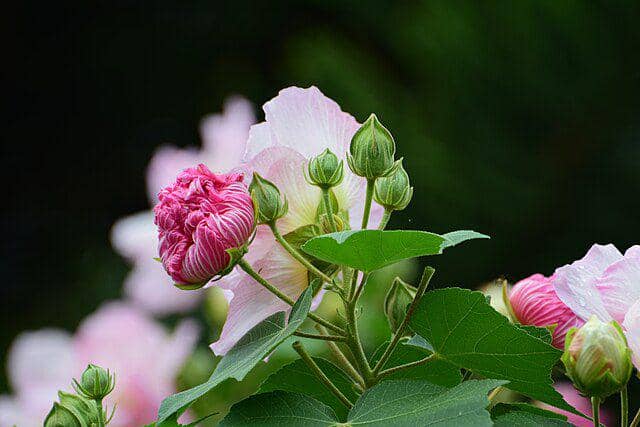 AA1VxZOf 5 Bunga yang Berubah Warna Sesuai Lingkungan