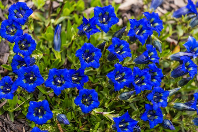 Gardens will be full of gorgeous shades of blue if you plant 5 flowers ...