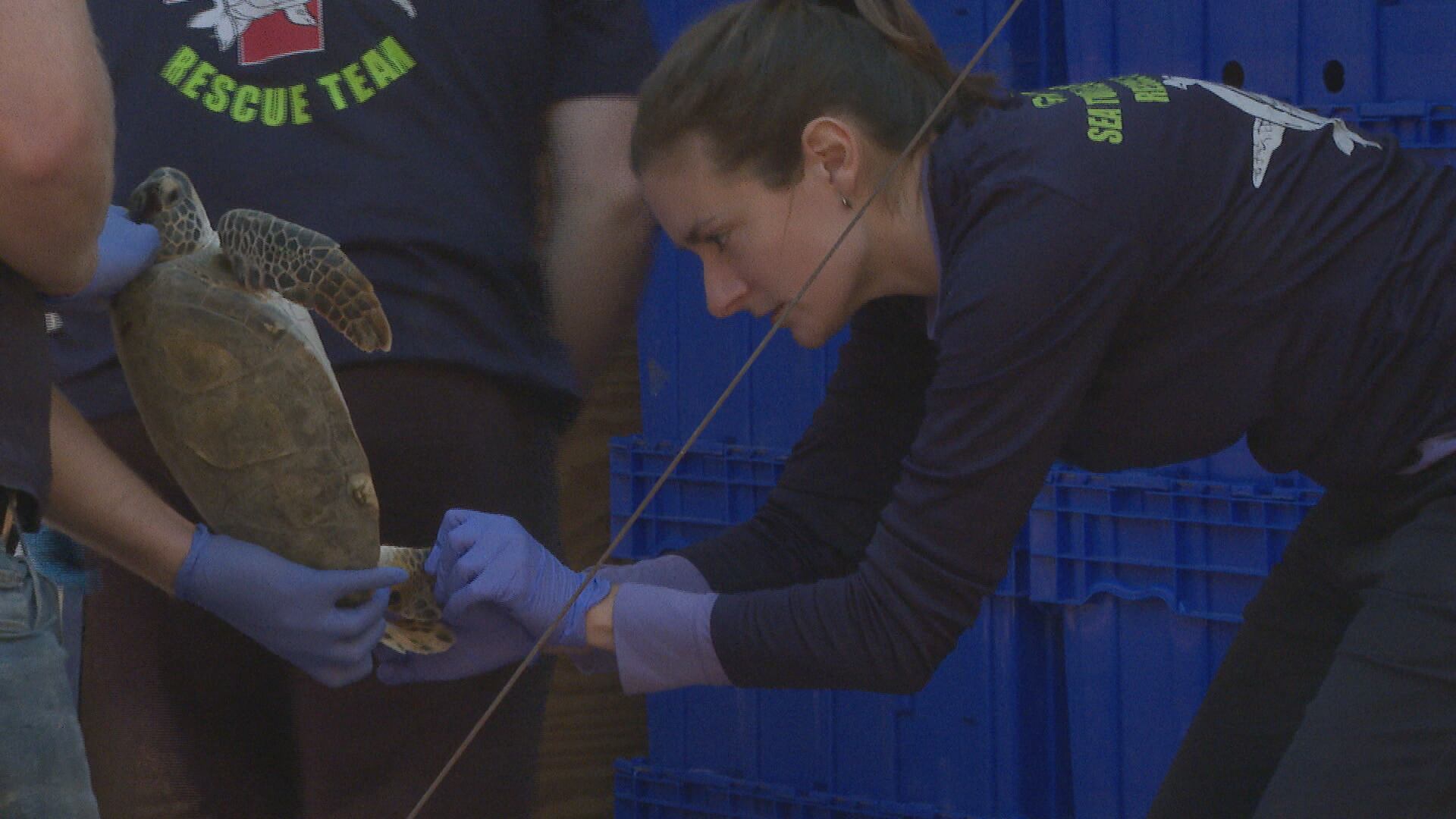 Cold temperatures prompt rescue of hundreds of sea turtles in Panacea