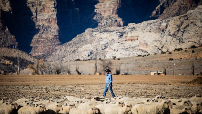 Utah declared open season on cougars. Why this program is drawing attention