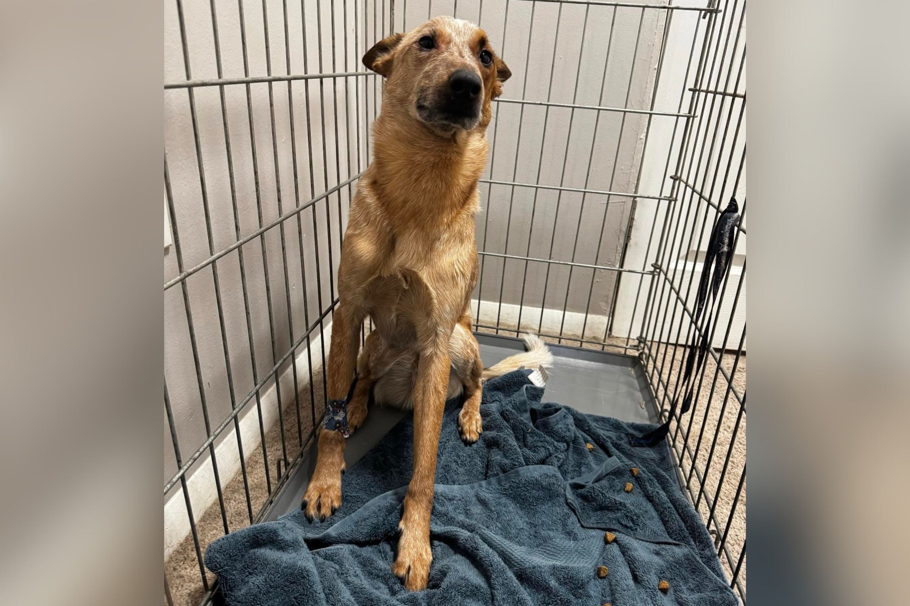 Dog rushed to vet unable to walk straight; $900 diagnosis shocks owner