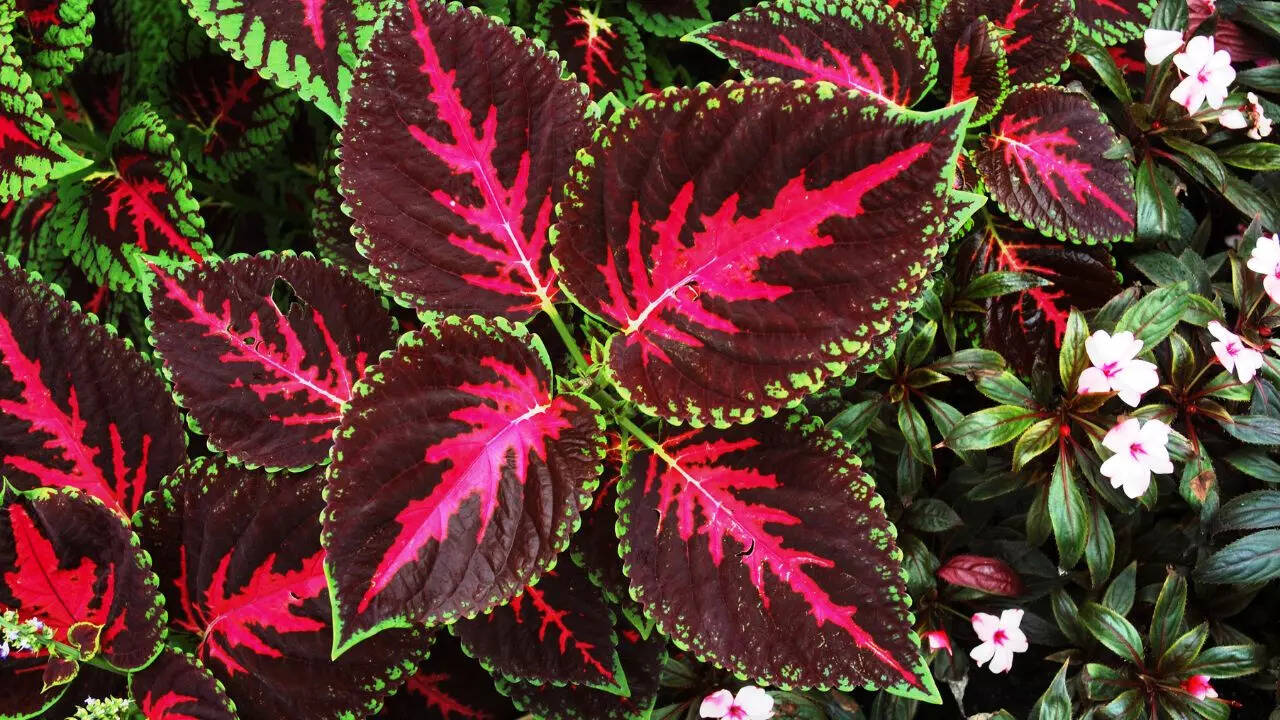 6 plants that change colour with seasons or sunlight