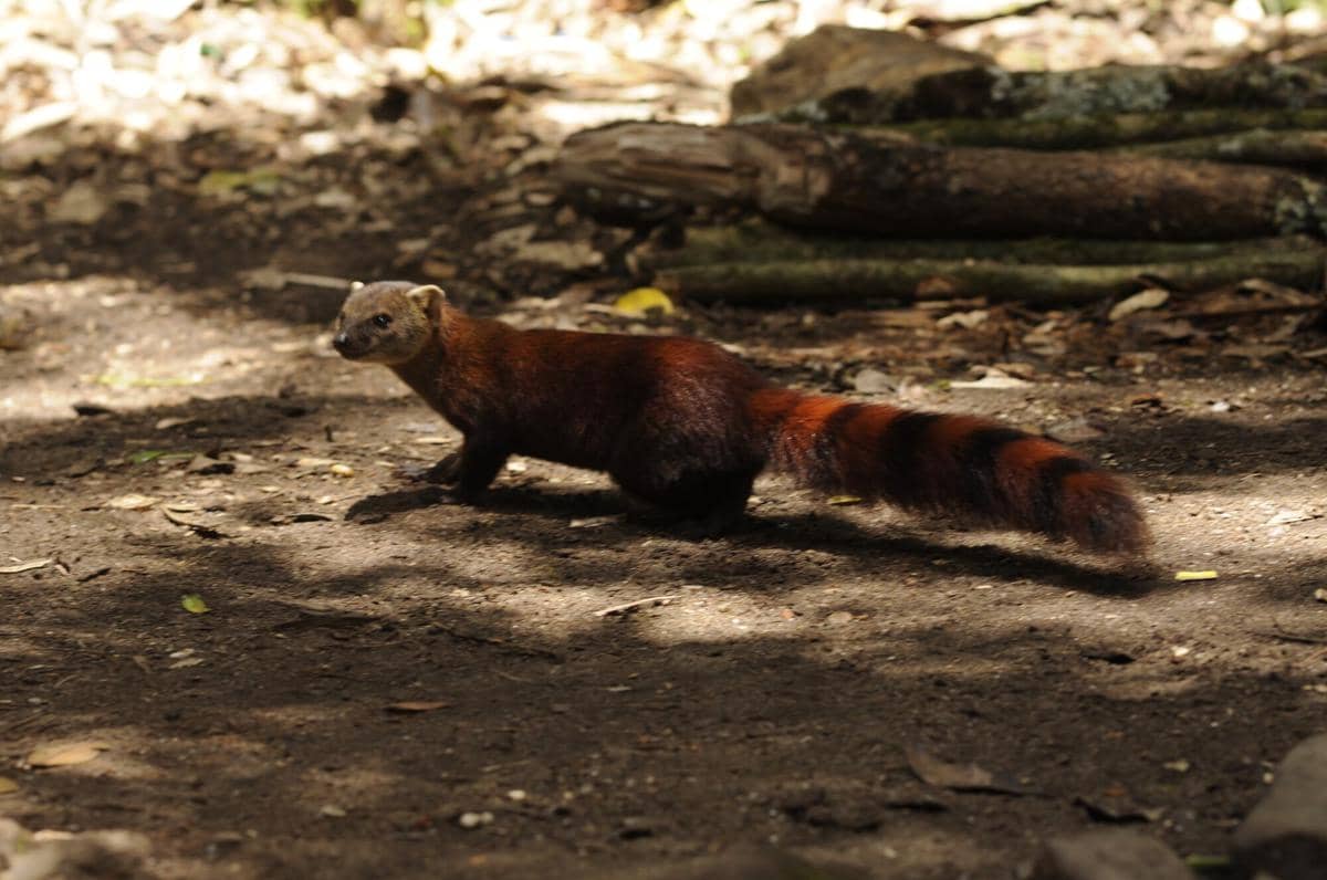 AA1VyCQR 5 Fakta Menarik tentang Vontsira Berekor Panjang, Makhluk Gesit dengan Sejarah Evolusi Unik